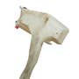 431031 | Hydraulic Reservoir | New Holland C175 L160 L170 L175 LS160 LS170 | | 87041995 | 86567303 431031 | Hydraulic Reservoir | New Holland C175 L160 L170 L175 LS160 LS170 | | 87041995 | 86567303