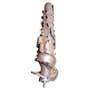 497587 | Rotor Assembly - Right Hand | New Holland CR920 CR940 CR960 CR980 CR6090 CR7090 CR8080 CR9040 CR9060 CR9065 CR9070 | | 84592086 | 87748463 | 87732687 | 87698345 | 86583361 | 86583359 | 86583357 | 86583353 | 86583345 | 86583344 497587 | Rotor Assembly - Right Hand | New Holland CR920 CR940 CR960 CR980 CR6090 CR7090 CR8080 CR9040 CR9060 CR9065 CR9070 | | 84592086 | 87748463 | 87732687 | 87698345 | 86583361 | 86583359 | 86583357 | 86583353 | 86583345 | 86583344