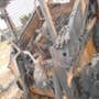 2016 Used Case SV280 Skid Steer Loader parts. 2016 Used Case SV280 Skid Steer Loader parts.