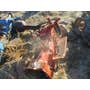 Used Ford 800 Tractor parts. Used Ford 800 Tractor parts.