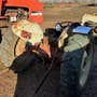 Used Ford 8N Tractor parts. Used Ford 8N Tractor parts.