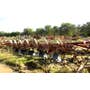 Used International 700 Tillage parts. Used International 700 Tillage parts.