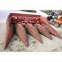 Used International 843 Header parts. Used International 843 Header parts.