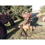 Used International H Tractor parts. Used International H Tractor parts.