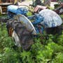 Used Massey Ferguson TO30 Tractor parts. Used Massey Ferguson TO30 Tractor parts.