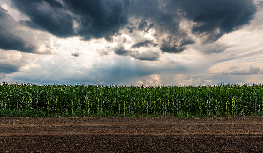 Tips for Harvesting in Wet Weather